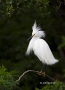 Snowy-Egret;Egret;Breeding-Plumage;Egretta-thula;one-animal;close-up;color-image